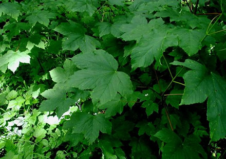 Acer-pseudoplatanus-Blatter von Jungpflanzen